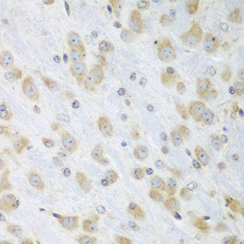 PDIA3 / ERp57 Antibody - Immunohistochemistry of paraffin-embedded mouse brain using PDIA3 antibodyat dilution of 1:100 (40x lens).