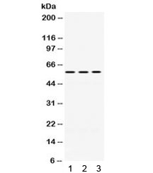 PDIA3 / ERp57 Antibody