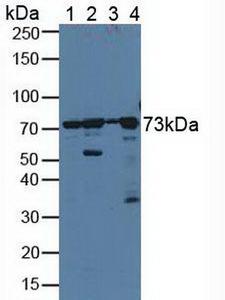 PDIA4 / ERP72 Antibody - Western Blot; Sample: Lane1: Human Hela Cells; Lane2: Porcine Liver Tissue; Lane3: Porcine Brain Tissue; Lane4: Human A431 Cells.