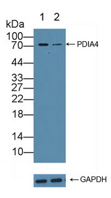 PDIA4 / ERP72 Antibody - Knockout Varification: Lane 1: Wild-type Hela cell lysate; Lane 2: PDIA4 knockout Hela cell lysate; Predicted MW: 73kd Observed MW: 73kd Primary Ab: 3µg/ml Rabbit Anti-Human PDIA4 Antibody Second Ab: 0.2µg/mL HRP-Linked Caprine Anti-Rabbit IgG Polyclonal Antibody