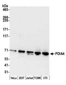 PDIA4 / ERP72 Antibody - Detection of human and mouse PDIA4 by western blot. Samples: Whole cell lysate (15 µg) from HeLa, HEK293T, Jurkat, mouse TCMK-1, and mouse NIH 3T3 cells prepared using NETN lysis buffer. Antibody: Affinity purified rabbit anti-PDIA4 antibody used for WB at 0.04 µg/ml. Detection: Chemiluminescence with an exposure time of 30 seconds.