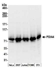 PDIA4 / ERP72 Antibody - Detection of human and mouse PDIA4 by western blot. Samples: Whole cell lysate (15 µg) from HeLa, HEK293T, Jurkat, mouse TCMK-1, and mouse NIH 3T3 cells prepared using NETN lysis buffer. Antibody: Affinity purified rabbit anti-PDIA4 antibody used for WB at 0.04 µg/ml. Detection: Chemiluminescence with an exposure time of 10 seconds.