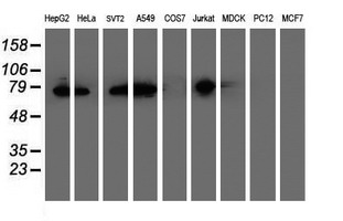 PDIA4 / ERP72 Antibody - Western blot of extracts (35 ug) from 9 different cell lines by using anti-PDIA4 monoclonal antibody.