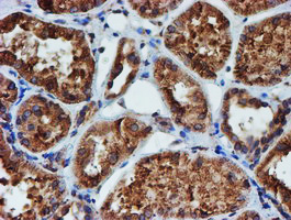 PDIA4 / ERP72 Antibody - IHC of paraffin-embedded Human Kidney tissue using anti-PDIA4 mouse monoclonal antibody.