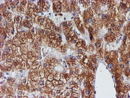 PDIA4 / ERP72 Antibody - IHC of paraffin-embedded Human liver tissue using anti-PDIA4 mouse monoclonal antibody.