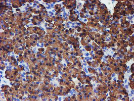 PDIA4 / ERP72 Antibody - IHC of paraffin-embedded Human pancreas tissue using anti-PDIA4 mouse monoclonal antibody.