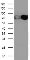 PDIA4 / ERP72 Antibody - HEK293T cells were transfected with the pCMV6-ENTRY control (Left lane) or pCMV6-ENTRY PDIA4 (Right lane) cDNA for 48 hrs and lysed. Equivalent amounts of cell lysates (5 ug per lane) were separated by SDS-PAGE and immunoblotted with anti-PDIA4.