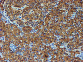 PDIA4 / ERP72 Antibody - IHC of paraffin-embedded Human pancreas tissue using anti-PDIA4 mouse monoclonal antibody. (Heat-induced epitope retrieval by 10mM citric buffer, pH6.0, 100C for 10min).