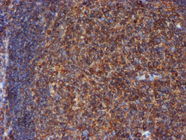 PDIA4 / ERP72 Antibody - IHC of paraffin-embedded Human tonsil using anti-PDIA4 mouse monoclonal antibody. (Heat-induced epitope retrieval by 10mM citric buffer, pH6.0, 100C for 10min).