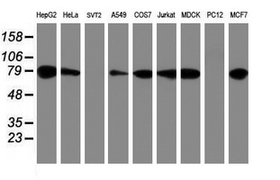 PDIA4 / ERP72 Antibody - Western blot of extracts (35ug) from 9 different cell lines by using anti-PDIA4 monoclonal antibody.