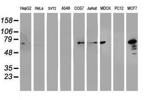 PDIA4 / ERP72 Antibody - Western blot of extracts (35 ug) from 9 different cell lines by using anti-PDIA4 monoclonal antibody (HepG2: human; HeLa: human; SVT2: mouse; A549: human; COS7: monkey; Jurkat: human; MDCK: canine; PC12: rat; MCF7: human).