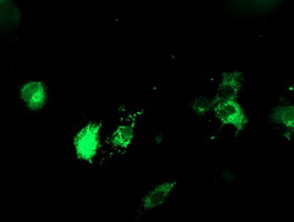 PDIA4 / ERP72 Antibody - Anti-PDIA4 mouse monoclonal antibody immunofluorescent staining of COS7 cells transiently transfected by pCMV6-ENTRY PDIA4.