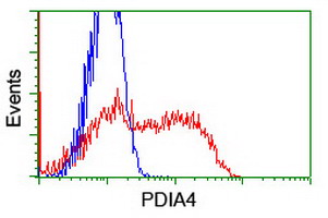 PDIA4 / ERP72 Antibody - HEK293T cells transfected with either overexpress plasmid (Red) or empty vector control plasmid (Blue) were immunostained by anti-PDIA4 antibody, and then analyzed by flow cytometry.