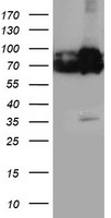 PDIA4 / ERP72 Antibody - HEK293T cells were transfected with the pCMV6-ENTRY control (Left lane) or pCMV6-ENTRY PDIA4 (Right lane) cDNA for 48 hrs and lysed. Equivalent amounts of cell lysates (5 ug per lane) were separated by SDS-PAGE and immunoblotted with anti-PDIA4.