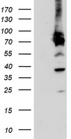 PDIA4 / ERP72 Antibody - HEK293T cells were transfected with the pCMV6-ENTRY control (Left lane) or pCMV6-ENTRY PDIA4 (Right lane) cDNA for 48 hrs and lysed. Equivalent amounts of cell lysates (5 ug per lane) were separated by SDS-PAGE and immunoblotted with anti-PDIA4.