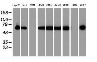 PDIA4 / ERP72 Antibody - Western blot of extracts (35 ug) from 9 different cell lines by using anti-PDIA4 monoclonal antibody (HepG2: human; HeLa: human; SVT2: mouse; A549: human; COS7: monkey; Jurkat: human; MDCK: canine; PC12: rat; MCF7: human).