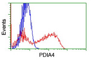 PDIA4 / ERP72 Antibody - HEK293T cells transfected with either overexpress plasmid (Red) or empty vector control plasmid (Blue) were immunostained by anti-PDIA4 antibody, and then analyzed by flow cytometry.