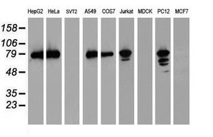 PDIA4 / ERP72 Antibody - Western blot of extracts (35 ug) from 9 different cell lines by using anti-PDIA4 monoclonal antibody (HepG2: human; HeLa: human; SVT2: mouse; A549: human; COS7: monkey; Jurkat: human; MDCK: canine; PC12: rat; MCF7: human).