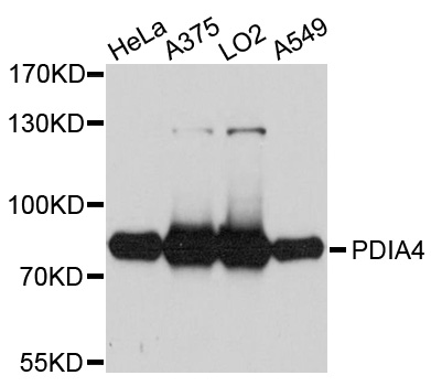 PDIA4 / ERP72 Antibody - Western blot analysis of extracts of various cell lines.