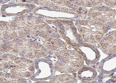 PDIA4 / ERP72 Antibody - 1:100 staining mouse kidney tissue by IHC-P. The sample was formaldehyde fixed and a heat mediated antigen retrieval step in citrate buffer was performed. The sample was then blocked and incubated with the antibody for 1.5 hours at 22°C. An HRP conjugated goat anti-rabbit antibody was used as the secondary.