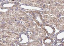 PDIA4 / ERP72 Antibody - 1:100 staining mouse kidney tissue by IHC-P. The sample was formaldehyde fixed and a heat mediated antigen retrieval step in citrate buffer was performed. The sample was then blocked and incubated with the antibody for 1.5 hours at 22°C. An HRP conjugated goat anti-rabbit antibody was used as the secondary.