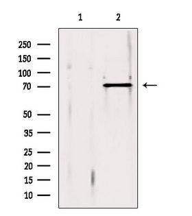 PDIA4 / ERP72 Antibody - Western blot analysis of extracts of 293 cells using ERp72 antibody. Lane 1 was treated with the blocking peptide.