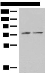 PDIA4 / ERP72 Antibody - Western blot analysis of RAW264.7 and NIH/3T3 cell lysates  using PDIA4 Polyclonal Antibody at dilution of 1:250