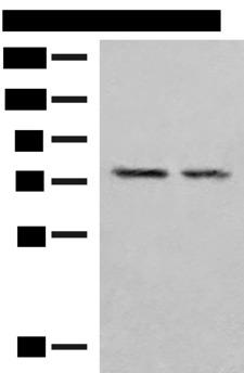PDIA4 / ERP72 Antibody - Western blot analysis of NIH/3T3 and RAW264.7 cell lysates  using PDIA4 Polyclonal Antibody at dilution of 1:300