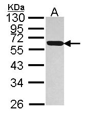 PDIA5 / PDIR Antibody - Sample (30 ug of whole cell lysate). A: Hep G2 . 12% SDS PAGE. PDIA5 / PDIR antibody diluted at 1:1000.
