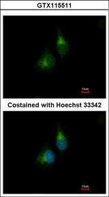 PDIA5 / PDIR Antibody - Immunofluorescence of methanol-fixed A549 using PDIR antibody at 1:200 dilution.