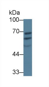 PDIA5 / PDIR Antibody - Western Blot; Sample: Porcine Liver lysate; Primary Ab: 1µg/ml Rabbit Anti-Human PDIA5 Antibody Second Ab: 0.2µg/mL HRP-Linked Caprine Anti-Rabbit IgG Polyclonal Antibody