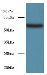 PDIA5 / PDIR Antibody - Western blot. All lanes: PDIA5 antibody at 8 ug/ml+ HeLa whole cell lysate Goat polyclonal to rabbit at 1:10000 dilution. Predicted band size: 60 kDa. Observed band size: 60 kDa.