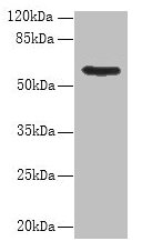 PDIA5 / PDIR Antibody - Western blot All lanes: PDIA5 antibody at 8µg/ml + Hela whole cell lysate Secondary Goat polyclonal to rabbit IgG at 1/10000 dilution Predicted band size: 60, 31 kDa Observed band size: 60 kDa