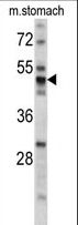 PDIA6 / ERP5 Antibody - Western blot of PDIA6 antibody (Center K159) in mouse stomach tissue lysates (35 ug/lane). PDIA6 (arrow) was detected using the purified antibody.