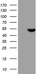 PDIA6 / ERP5 Antibody - HEK293T cells were transfected with the pCMV6-ENTRY control. (Left lane) or pCMV6-ENTRY ATP6V1C2. (Right lane) cDNA for 48 hrs and lysed