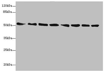 PDIA6 / ERP5 Antibody - Western blot All lanes: PDIA6 antibody at 5.9µg/ml Lane 1: Mouse heart tissue Lane 2: Mouse lung tissue Lane 3: Mouse liver tissue Lane 4: 293T whole cell lysate Lane 5: Hela whole cell lysate Lane 6: HL60 whole cell lysate Lane 7: HepG2 whole cell lysate Lane 8: THP-1 whole cell lysate Secondary Goat polyclonal to rabbit IgG at 1/10000 dilution Predicted band size: 49, 54, 48 kDa Observed band size: 54 kDa
