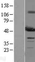PDIA6 / ERP5 Protein - Western validation with an anti-DDK antibody * L: Control HEK293 lysate R: Over-expression lysate