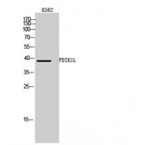 PDIK1L Antibody - Western blot of PDIK1L antibody