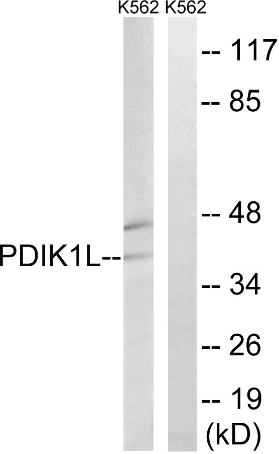 PDIK1L Antibody - Western blot analysis of lysates from K562 cells, using PDIK1L Antibody. The lane on the right is blocked with the synthesized peptide.
