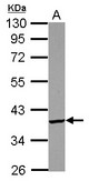 PDIK1L Antibody - Sample (30 ug of whole cell lysate) A: U87-MG 10% SDS PAGE PDIK1L antibody diluted at 1:1000