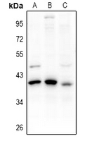 PDIK1L Antibody - Western blot analysis of PDIK1L expression in LO2 (A), HEK293T (B), COS7 (C) whole cell lysates.