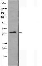 PDIK1L Antibody - Western blot analysis of extracts of K562 cells using PDIK1L antibody.