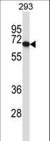 PDILT Antibody - PDILT Antibody western blot of 293 cell line lysates (35 ug/lane). The PDILT antibody detected the PDILT protein (arrow).