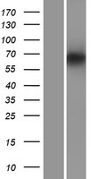 PDILT Protein - Western validation with an anti-DDK antibody * L: Control HEK293 lysate R: Over-expression lysate