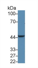 PDK1 Antibody - Western Blot; Sample: Rat Liver lysate; Primary Ab: 5µg/ml Rabbit Anti-Human PDK1 Antibody Second Ab: 0.2µg/mL HRP-Linked Caprine Anti-Rabbit IgG Polyclonal Antibody