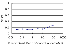 PDK1 Antibody - Detection limit for recombinant GST tagged PDK1 is approximately 30 ng/ml as a capture antibody.