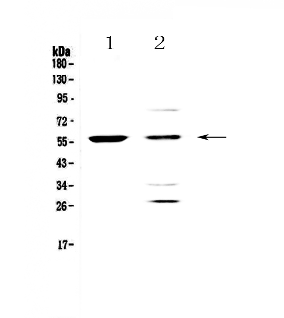 PDK1 Antibody - Western blot - Anti-PDK1 Picoband antibody