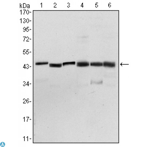 PDK1 Antibody - Western Blot (WB) analysis using PDK1 Monoclonal Antibody against NIH/3T3 (1), HeLa (2), Jurkat (3), HepG2 (4), PC-12 (5), and Cos7 (6) cell lysate.