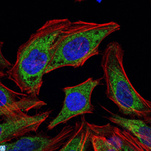 PDK1 Antibody - Immunofluorescence (IF) analysis of HeLa cells using PDK1 Monoclonal Antibody (green). Blue: DRAQ5 fluorescent DNA dye. Red: Actin filaments have been labeled with Alexa Fluor-555 phalloidin.