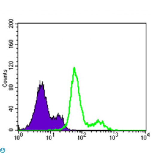PDK1 Antibody - Flow cytometric (FCM) analysis of Lovo cells using PDK1 Monoclonal Antibody (green) and negative control (purple).